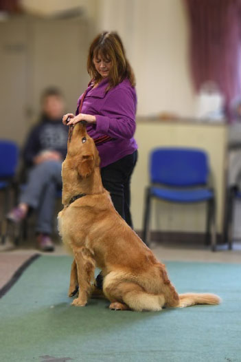 Hovawart sitting down next to owners side at an obedience class